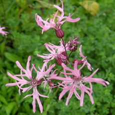 Wildflower Ragged Robin